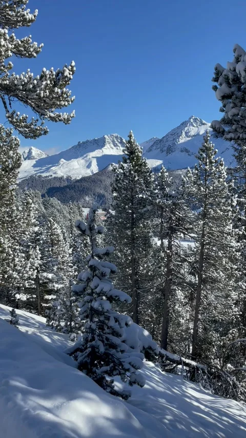 Snowy mountains with pine trees under a blue sky in Switzerland Stock Footage 330585294