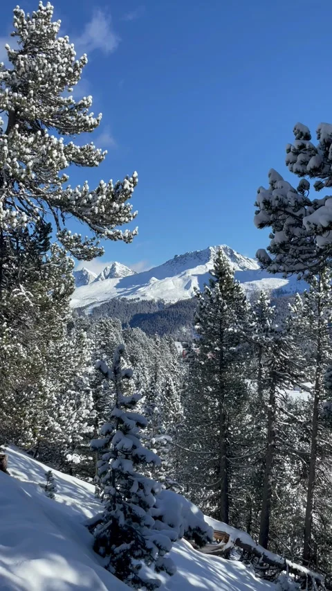 Snowy mountains with pine trees under a clear blue sky in Switzerland Stock Footage 330585296