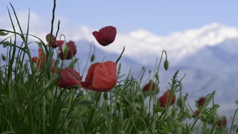 Snowy Mountains, red flowers in blue sky Stock Footage