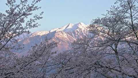 Snowy mountains of remaining and cherry blossom in the morning Stock Footage 152524366