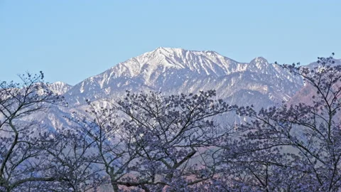 Snowy mountains of remaining and cherry blossom in the morning Stock Footage 152541998