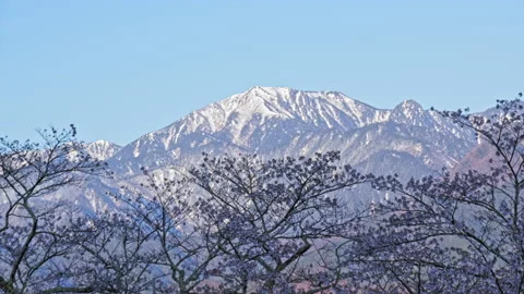 Snowy mountains of remaining and cherry blossom in the morning Stock Footage 152542589