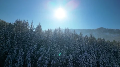 Snowy mountains roads pine forests and magnificent scenery Stock Footage 294186905