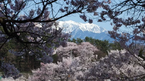Snowy Mountains Surrounded by Cherry Blossoms Stock Footage 148042278
