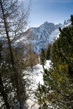 Snowy mountains viewed from between pine trees. 库存照片