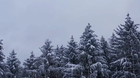 Snowy needle trees in a forest close up Stock Footage 146370672
