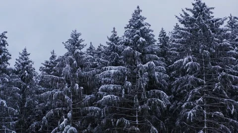 Snowy needle trees in a forest closer up Stockbeeldmateriaal 146370513