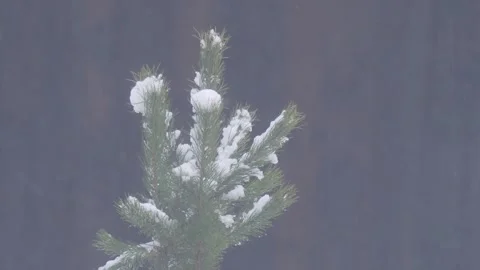 Snowy needles on the pine branch Stock Footage 301806817