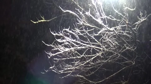 On a snowy night a medium shot highlights a leafless tree, stock footage. Stock Footage 304817124