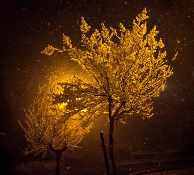 Snowy night - trees Stock Photos