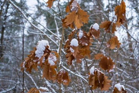 Snowy oak leaf in the forest Stock Photos