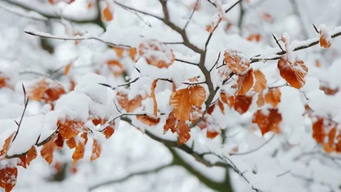 Snowy orange leaves Stock Footage 231262079