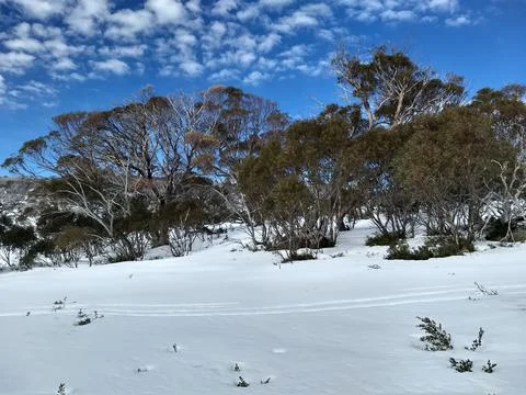 Snowy outback Stock Photos