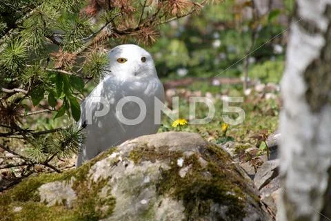 Snowy owl behind a rock Stock Photos