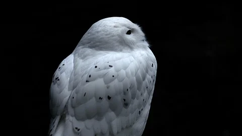 Snowy Owl, Black background. Stock Footage 98744345