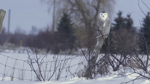 Snowy Owl boobs its head on a fence post Vídeo Stock 34895944