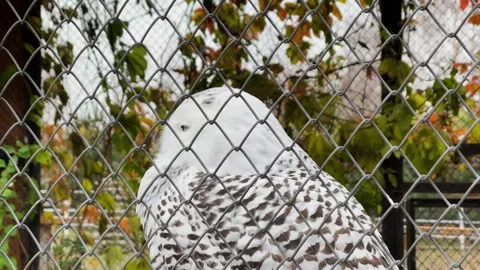 A snowy owl in a cage at a zoo, kept in captivity Stock Footage 329091608