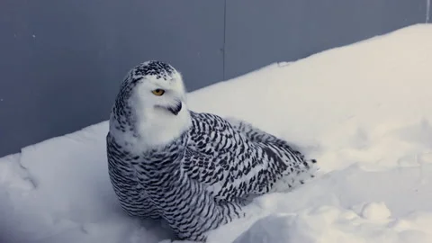 Snowy owl in captivity extends wings while eating Stock Footage 169722365