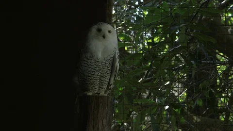 Snowy Owl in Captivity Vídeos de archivo 71766989