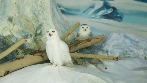 Snowy owl close-up looking alert 库存影片 195498514
