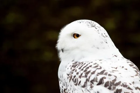 Snowy owl close up side view Stock Photos