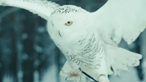 Snowy owl closeup Stock-Footage 72141205