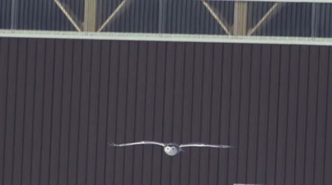 Snowy Owl comes down from a barn Vídeo Stock 34861395