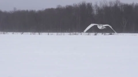 Snowy Owl Comes in a picks up its prey Vídeo Stock 34861392