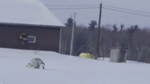 Snowy Owl eats its prey Vídeo Stock 34861920
