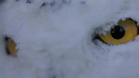 Snowy owl eyes blinking macro full of snow from harsh tundra winter slomo Stock Footage 170836897