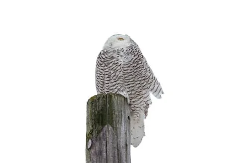 Snowy Owl Facing Into the Wind Foto stock