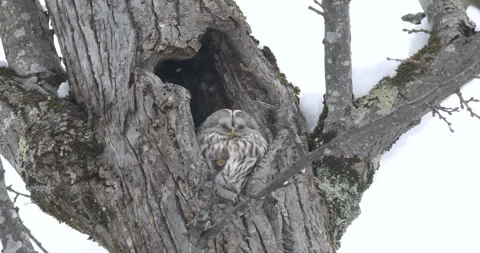 Snowy Owl in the Falling Snow Stock-Footage 332330871
