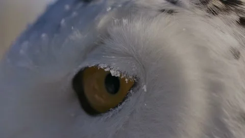 Snowy owl feather patterns and detail macro Video stock 170836904