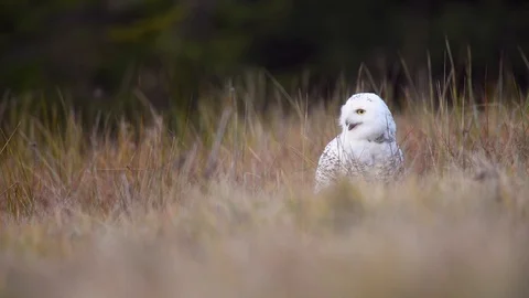 Snowy owl on the field Stock Footage 121969908
