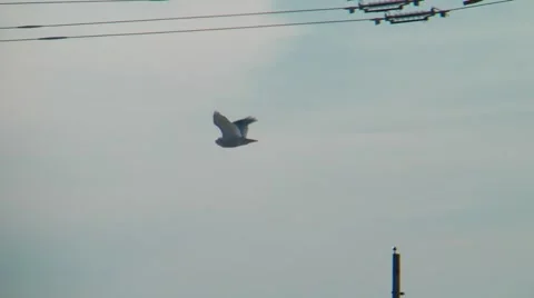 Snowy owl in flight Stock Footage 46229105