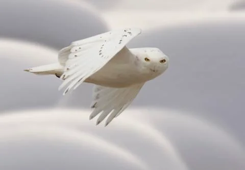 Snowy owl in Flight 스톡 사진