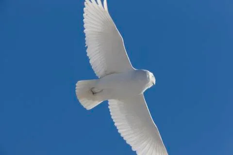 Snowy Owl in Flight Stock Photos