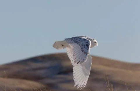Snowy Owl in Flight Stock Photos