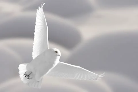 Snowy Owl in Flight Stock Photos