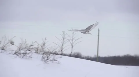 Snowy Owl flys away Vídeo Stock 34861343