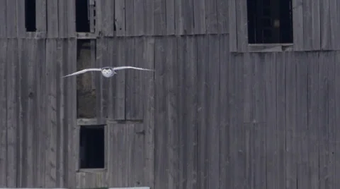 Snowy Owl flys down off barn Vídeo Stock 34862754