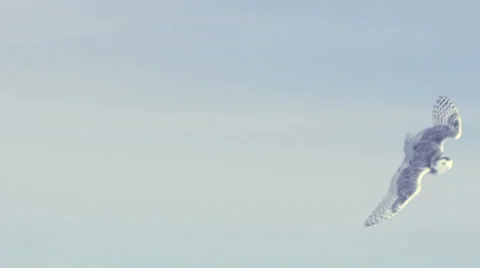 Snowy Owl flys down off a barn Vídeo Stock 34894415