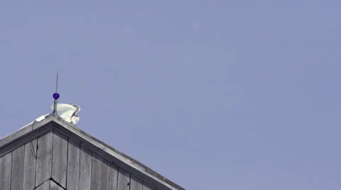 Snowy Owl flys down off barn in slow motion Vídeo Stock 34895571
