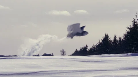 Snowy Owl flys into frame and picks up prey Vídeo Stock 34862692
