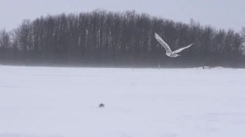 Snowy Owl flys in for mouse Vídeo Stock 34862756