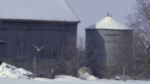 Snowy Owl fly's toward a Bard Stockbeeldmateriaal 34861452