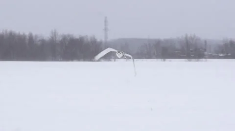 Snowy Owl flys toward camera Vídeo Stock 34862623