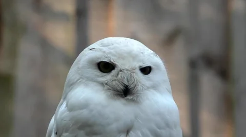 Snowy owl Stock Footage 40956920