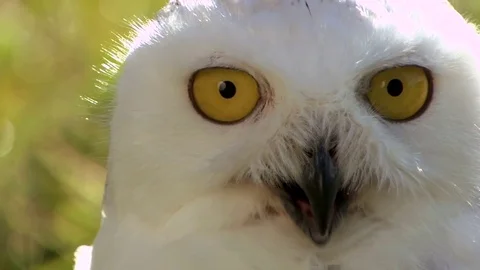 Snowy owl Stock Footage 81214346