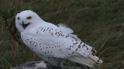 Snowy Owl Stock Footage 91106198